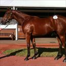 Inglis Easter Yearling Sale 2011 Lot 92 Flying Spur x Trissie colt